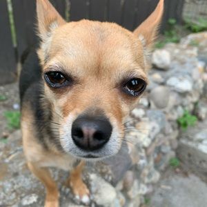 Meet your Posher, Chris